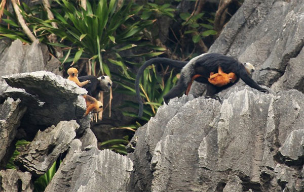 Cat Ba,  national park,  Cat Ba National Park, Vietnam economy, Vietnamnet bridge, English news about Vietnam, Vietnam news, news about Vietnam, English news, Vietnamnet news, latest news on Vietnam, Vietnam