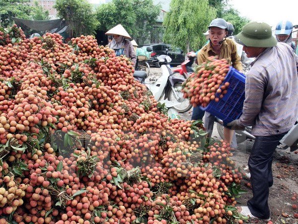 vietnam economy, business news, vn news, vietnamnet bridge, english news, Vietnam news, news Vietnam, vietnamnet news, vn news, Vietnam net news, Vietnam latest news, Vietnam breaking news, fruit export, mango, US market