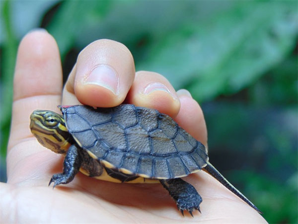 Taking Care Of Turtles In Cuc Phuong