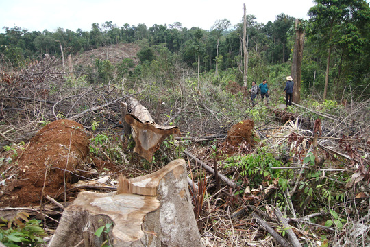 Forests logging continues despite PM’s order on forest closure