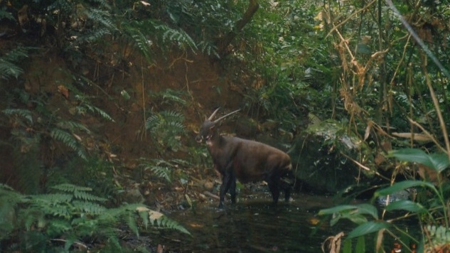 Bach Ma National Park selected to host world’s first saola breeding centre, Vietnam environment, climate change in Vietnam, Vietnam weather, Vietnam climate, pollution in Vietnam, environmental news, sci-tech news, vietnamnet bridge, english news, Vietnam