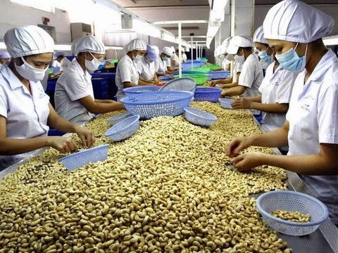 Cashew export volumes to fall, value not to be affected, vietnam economy, business news, vn news, vietnamnet bridge, english news, Vietnam news, news Vietnam, vietnamnet news, vn news, Vietnam net news, Vietnam latest news, Vietnam breaking news