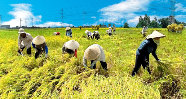 vietnam economy, business news, vn news, vietnamnet bridge, english news, Vietnam news, news Vietnam, vietnamnet news, vn news, Vietnam net news, Vietnam latest news, Vietnam breaking news,  agriculture, MARD, Vingroup