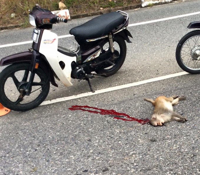 Da Nang to install security camera in the Son Tra Nature Reserve, social news, vietnamnet bridge, english news, Vietnam news, news Vietnam, vietnamnet news, Vietnam net news, Vietnam latest news, vn news, Vietnam breaking news