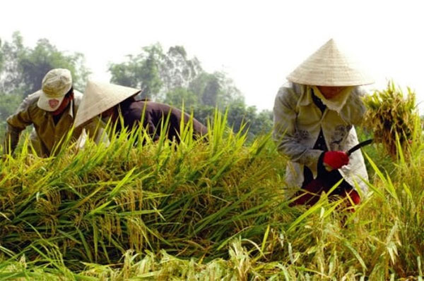 Building new-style rural areas, sustainably reducing poverty, Vietnam economy, Vietnamnet bridge, English news about Vietnam, Vietnam news, news about Vietnam, English news, Vietnamnet news, latest news on Vietnam, Vietnam