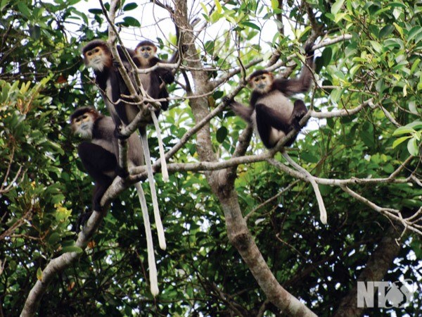 Dong Nai moves to protect black-shanked douc langurs, Vietnam environment, climate change in Vietnam, Vietnam weather, Vietnam climate, pollution in Vietnam, environmental news, sci-tech news, vietnamnet bridge, english news, Vietnam news, news Vietnam, v