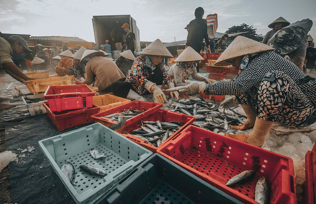 Bustling fishing port in Ba Ria-Vung Tau, social news, vietnamnet bridge, english news, Vietnam news, news Vietnam, vietnamnet news, Vietnam net news, Vietnam latest news, vn news, Vietnam breaking news