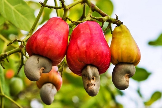 Cashew Nut. Image: Vietnam Net Bridge