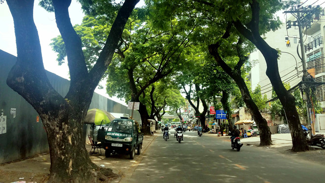 Another 100 trees in HCM City chopped down, social news, vietnamnet bridge, english news, Vietnam news, news Vietnam, vietnamnet news, Vietnam net news, Vietnam latest news, vn news, Vietnam breaking news