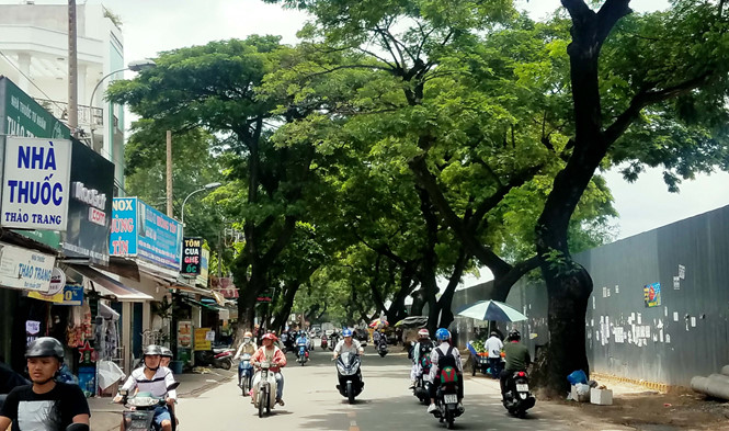 Another 100 trees in HCM City chopped down, social news, vietnamnet bridge, english news, Vietnam news, news Vietnam, vietnamnet news, Vietnam net news, Vietnam latest news, vn news, Vietnam breaking news