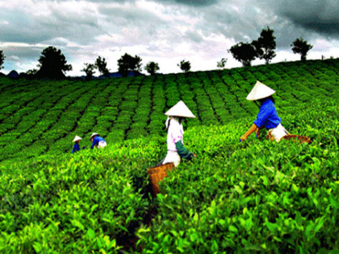 Solving trouble brewing in the Vietnam tea industry, vietnam economy, business news, vn news, vietnamnet bridge, english news, Vietnam news, news Vietnam, vietnamnet news, vn news, Vietnam net news, Vietnam latest news, Vietnam breaking news