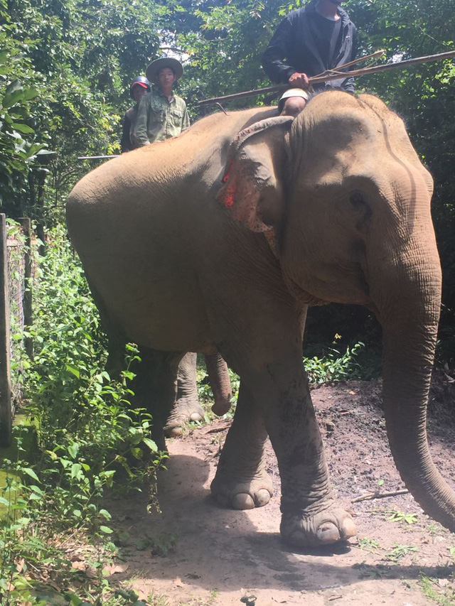 First domesticated elephant to be born in Dak Lak after 30 years, Vietnam environment, climate change in Vietnam, Vietnam weather, Vietnam climate, pollution in Vietnam, environmental news, sci-tech news, vietnamnet bridge, english news, Vietnam news, new
