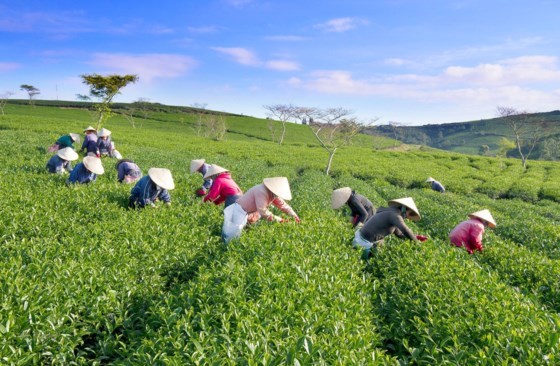 Cau Dat centennial tea plantation: Must-see destination in Da Lat, travel news, Vietnam guide, Vietnam airlines, Vietnam tour, tour Vietnam, Hanoi, ho chi minh city, Saigon, travelling to Vietnam, Vietnam travelling, Vietnam travel, vn news