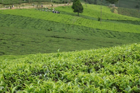 Cau Dat centennial tea plantation: Must-see destination in Da Lat, travel news, Vietnam guide, Vietnam airlines, Vietnam tour, tour Vietnam, Hanoi, ho chi minh city, Saigon, travelling to Vietnam, Vietnam travelling, Vietnam travel, vn news