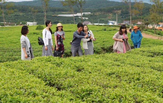 Cau Dat centennial tea plantation: Must-see destination in Da Lat, travel news, Vietnam guide, Vietnam airlines, Vietnam tour, tour Vietnam, Hanoi, ho chi minh city, Saigon, travelling to Vietnam, Vietnam travelling, Vietnam travel, vn news