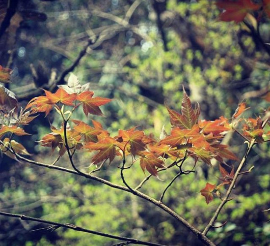 Discover the stunning beauty of red maple forests in Vietnam, travel news, Vietnam guide, Vietnam airlines, Vietnam tour, tour Vietnam, Hanoi, ho chi minh city, Saigon, travelling to Vietnam, Vietnam travelling, Vietnam travel, vn news