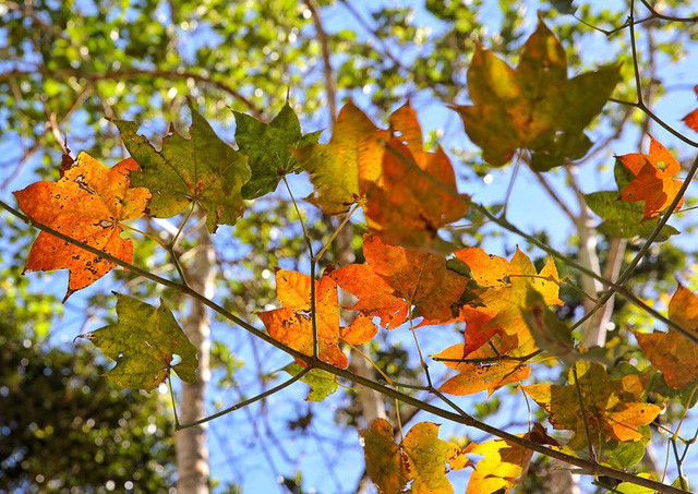 Discover the stunning beauty of red maple forests in Vietnam, travel news, Vietnam guide, Vietnam airlines, Vietnam tour, tour Vietnam, Hanoi, ho chi minh city, Saigon, travelling to Vietnam, Vietnam travelling, Vietnam travel, vn news