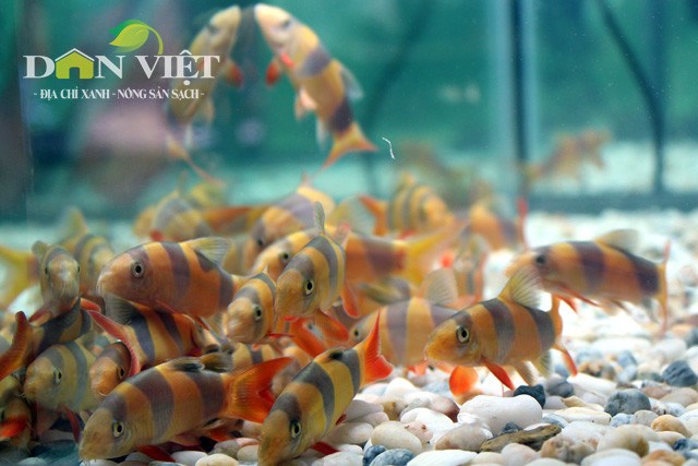 Ho Chi Minh City boosts ornamental fish exports, Minister: Property market still awash with problems, Vietnam imports large amount of steel from India, Vietnam needs institutional reform to achieve stronger growth