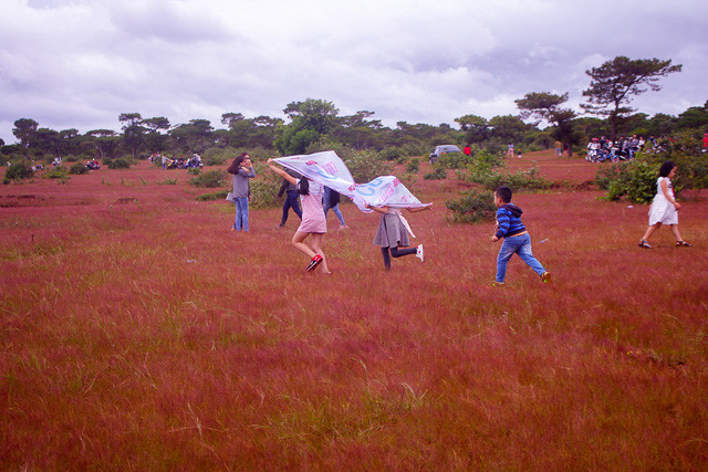 Discover vibrant pink grass hills of Gia Lai, travel news, Vietnam guide, Vietnam airlines, Vietnam tour, tour Vietnam, Hanoi, ho chi minh city, Saigon, travelling to Vietnam, Vietnam travelling, Vietnam travel, vn news