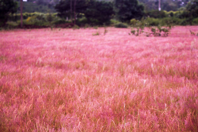 Discover vibrant pink grass hills of Gia Lai, travel news, Vietnam guide, Vietnam airlines, Vietnam tour, tour Vietnam, Hanoi, ho chi minh city, Saigon, travelling to Vietnam, Vietnam travelling, Vietnam travel, vn news