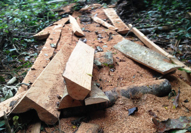 Illegal logging destroying Cuc Phuong National Park, Vietnam environment, climate change in Vietnam, Vietnam weather, Vietnam climate, pollution in Vietnam, environmental news, sci-tech news, vietnamnet bridge, english news, Vietnam news, news Vietnam,