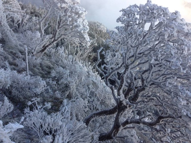 Snow blankets Fansipan Mountain, social news, vietnamnet bridge, english news, Vietnam news, news Vietnam, vietnamnet news, Vietnam net news, Vietnam latest news, vn news, Vietnam breaking news