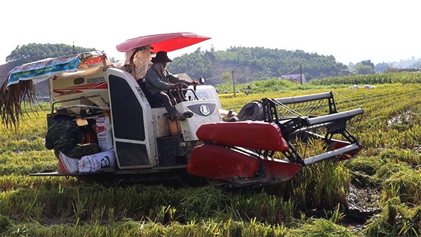 Restructuring the agriculture sector, organic farming, Vietnam economy, Vietnamnet bridge, English news about Vietnam, Vietnam news, news about Vietnam, English news, Vietnamnet news, latest news on Vietnam, Vietnam