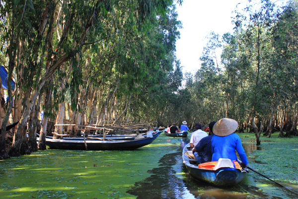 Tra Su Cajuput Forest attracts more visitors to An Giang, travel news, Vietnam guide, Vietnam airlines, Vietnam tour, tour Vietnam, Hanoi, ho chi minh city, Saigon, travelling to Vietnam, Vietnam travelling, Vietnam travel, vn news