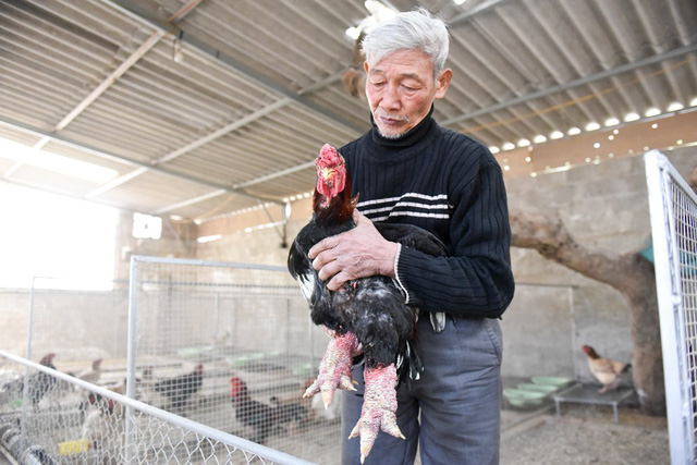 Elderly man devoted to rare chicken species, social news, vietnamnet bridge, english news, Vietnam news, news Vietnam, vietnamnet news, Vietnam net news, Vietnam latest news, vn news, Vietnam breaking news