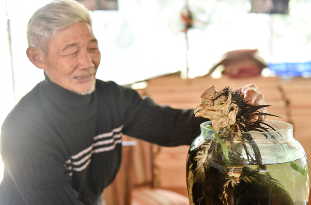 Elderly man devoted to rare chicken species, social news, vietnamnet bridge, english news, Vietnam news, news Vietnam, vietnamnet news, Vietnam net news, Vietnam latest news, vn news, Vietnam breaking news