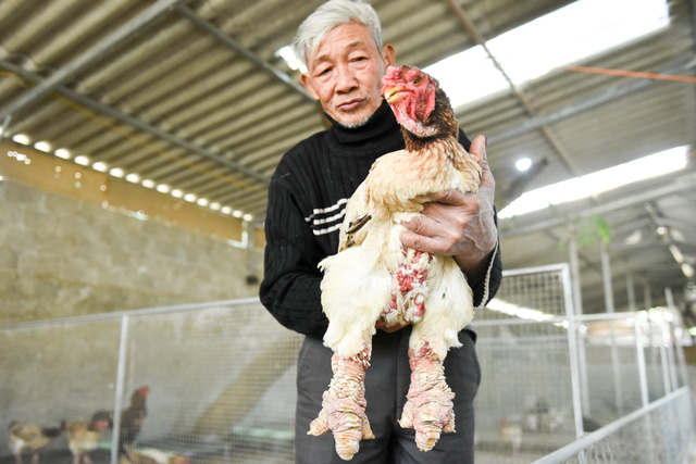 Elderly man devoted to rare chicken species, social news, vietnamnet bridge, english news, Vietnam news, news Vietnam, vietnamnet news, Vietnam net news, Vietnam latest news, vn news, Vietnam breaking news