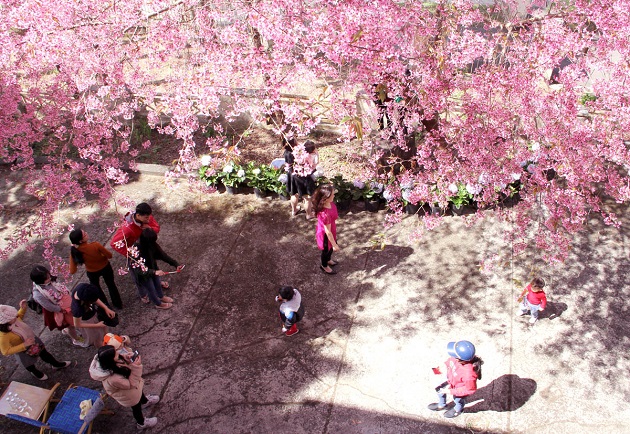Visitors flock to prunus cerasoides cherry trees to take photos. Image: Vietnam Net