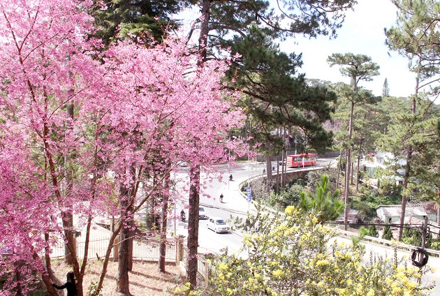 Da Lat is tinged with beautiful pink prunus cerasoides cherry blossoms. Image: Vietnam Net