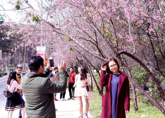 Da Lat coloured with pink prunus cerasoides blossoms, entertainment events, entertainment news, entertainment activities, what’s on, Vietnam culture, Vietnam tradition, vn news, Vietnam beauty, news Vietnam, Vietnam news, Vietnam net news, vietnamnet news