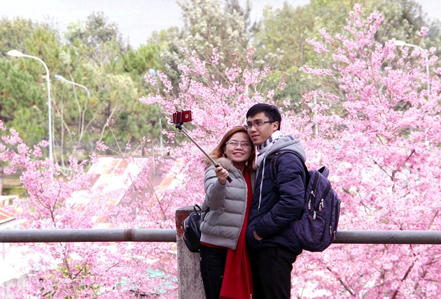 Pinkish white blossoms creates a romantic space across the city. Image: Vietnam Net