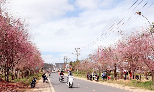 Da Lat coloured with pink prunus cerasoides blossoms, entertainment events, entertainment news, entertainment activities, what’s on, Vietnam culture, Vietnam tradition, vn news, Vietnam beauty, news Vietnam, Vietnam news, Vietnam net news, vietnamnet news