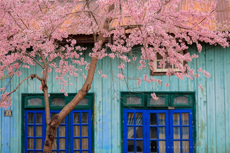 Cherry blossoms in full bloom in Da Lat. Image: Vietnam Net