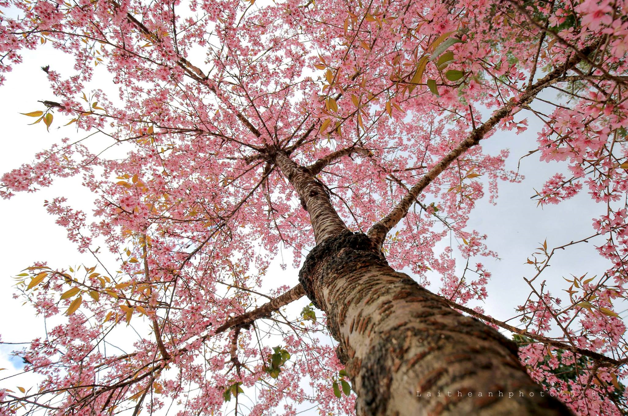 Cherry blossoms lure tourists to Da Lat, travel news, Vietnam guide, Vietnam airlines, Vietnam tour, tour Vietnam, Hanoi, ho chi minh city, Saigon, travelling to Vietnam, Vietnam travelling, Vietnam travel, vn news
