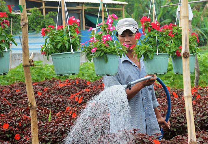 Florists of Ba Bo flower village prepare for Tet, social news, vietnamnet bridge, english news, Vietnam news, news Vietnam, vietnamnet news, Vietnam net news, Vietnam latest news, vn news, Vietnam breaking news