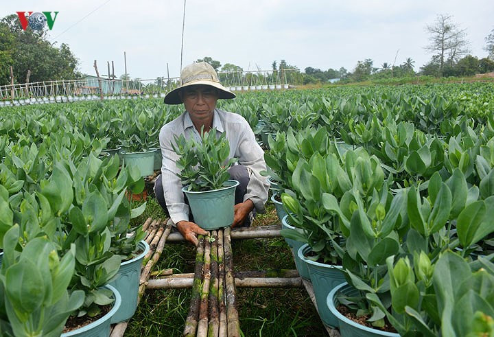 Florists of Ba Bo flower village prepare for Tet, social news, vietnamnet bridge, english news, Vietnam news, news Vietnam, vietnamnet news, Vietnam net news, Vietnam latest news, vn news, Vietnam breaking news