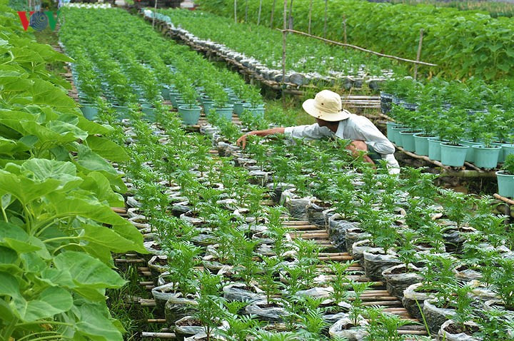 Florists of Ba Bo flower village prepare for Tet, social news, vietnamnet bridge, english news, Vietnam news, news Vietnam, vietnamnet news, Vietnam net news, Vietnam latest news, vn news, Vietnam breaking news