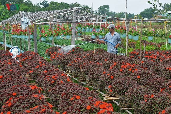 Florists of Ba Bo flower village prepare for Tet, social news, vietnamnet bridge, english news, Vietnam news, news Vietnam, vietnamnet news, Vietnam net news, Vietnam latest news, vn news, Vietnam breaking news