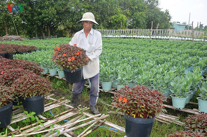 Florists of Ba Bo flower village prepare for Tet, social news, vietnamnet bridge, english news, Vietnam news, news Vietnam, vietnamnet news, Vietnam net news, Vietnam latest news, vn news, Vietnam breaking news