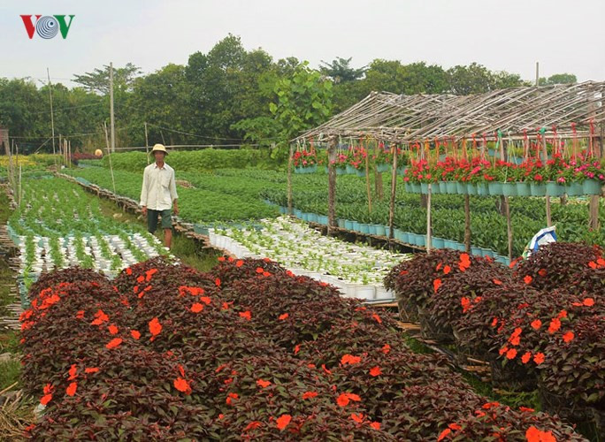 Florists of Ba Bo flower village prepare for Tet, social news, vietnamnet bridge, english news, Vietnam news, news Vietnam, vietnamnet news, Vietnam net news, Vietnam latest news, vn news, Vietnam breaking news