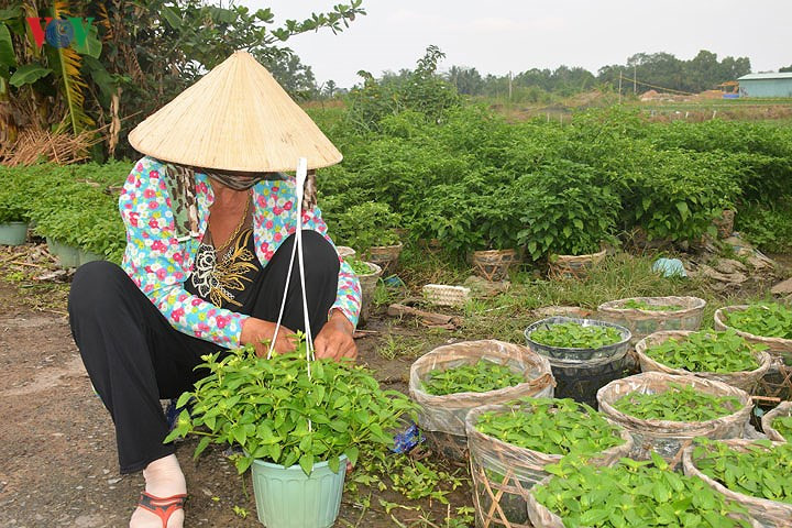 Florists of Ba Bo flower village prepare for Tet, social news, vietnamnet bridge, english news, Vietnam news, news Vietnam, vietnamnet news, Vietnam net news, Vietnam latest news, vn news, Vietnam breaking news