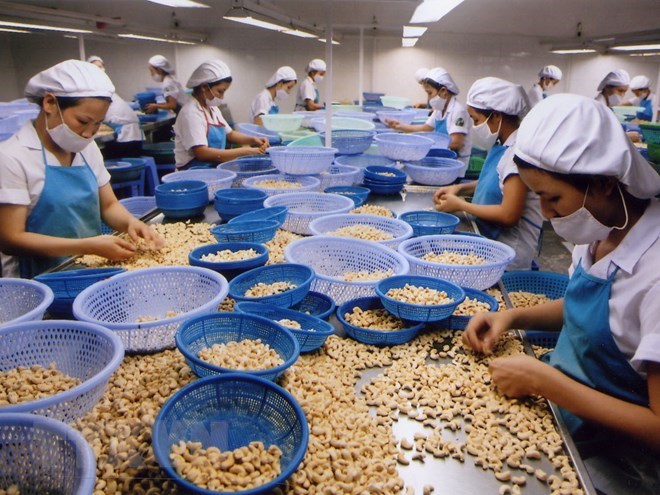 Cashew businesses worry about high price trap in 2018, vietnam economy, business news, vn news, vietnamnet bridge, english news, Vietnam news, news Vietnam, vietnamnet news, vn news, Vietnam net news, Vietnam latest news, Vietnam breaking news