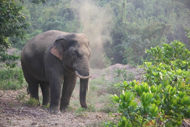 Additional 20km of elephant protection fence in Dong Nai proposed, Vietnam environment, climate change in Vietnam, Vietnam weather, Vietnam climate, pollution in Vietnam, environmental news, sci-tech news, vietnamnet bridge, english news, Vietnam news