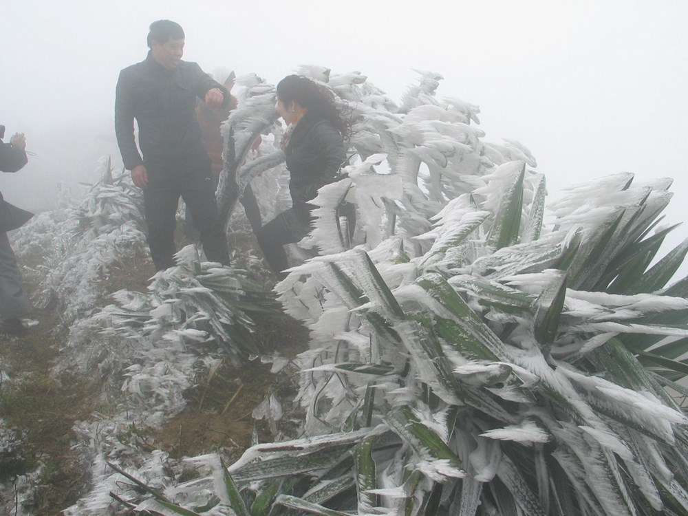 Frost covers Mau Son Mountain due to cold, social news, vietnamnet bridge, english news, Vietnam news, news Vietnam, vietnamnet news, Vietnam net news, Vietnam latest news, vn news, Vietnam breaking news