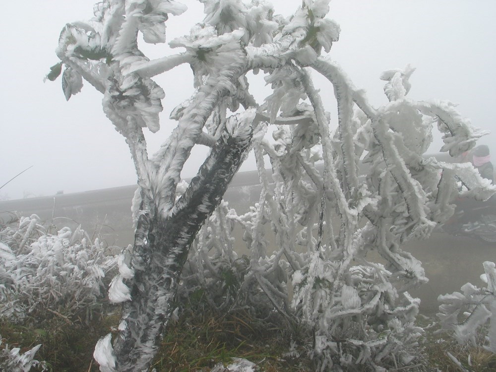 Frost covers Mau Son Mountain due to cold, social news, vietnamnet bridge, english news, Vietnam news, news Vietnam, vietnamnet news, Vietnam net news, Vietnam latest news, vn news, Vietnam breaking news