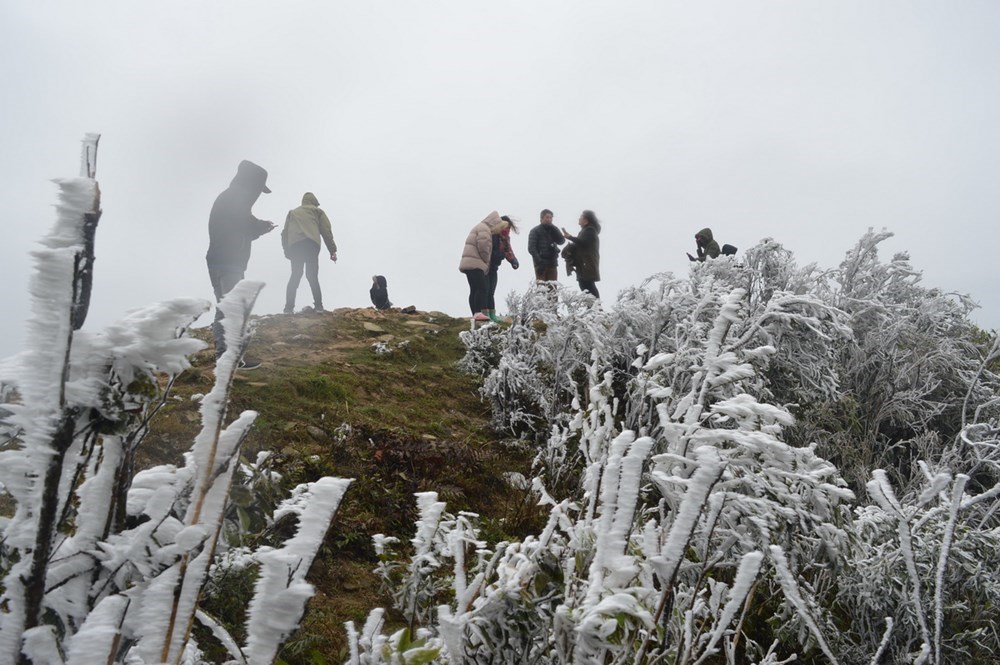 Frost covers Mau Son Mountain due to cold, social news, vietnamnet bridge, english news, Vietnam news, news Vietnam, vietnamnet news, Vietnam net news, Vietnam latest news, vn news, Vietnam breaking news